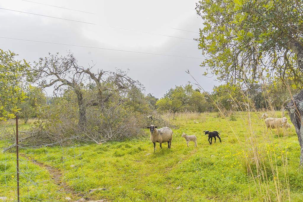Finca Puig Santa Magdalena Zewnętrze zdjęcie